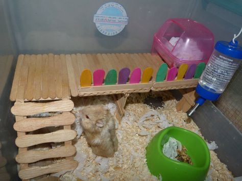 Popsicle stick levels in hamster cage, such a great idea. My roborovski would love this x Diy Hamster Toys Popsicle Sticks, Popsicle Stick Hamster Stuff, Kids Easy Crafts, Hamster Bin Cage, Bin Cage, Diy Hamster Toys, Hamster Diy Cage, Hamster Platform, Gerbil Toys