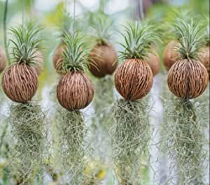 Tillandsia Usneoides, Tillandsia Ionantha, Flower Branding, Plant Delivery, Spanish Moss, Green Garden, Leaf Flowers, Flower Bud, Air Plants