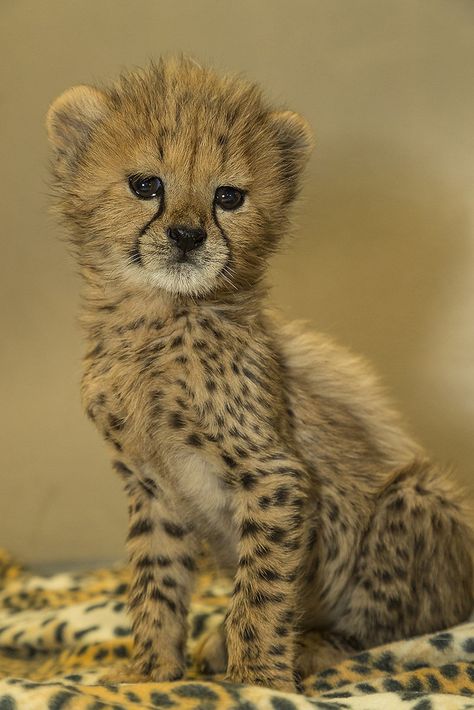 Cheetah Cub Triplets Persian Cheetah, Cheetah Baby, Cheetah Cub, Baby Cheetah, Cheetah Cubs, Baby Cheetahs, The Cheetah, Rose Marie, Safari Park