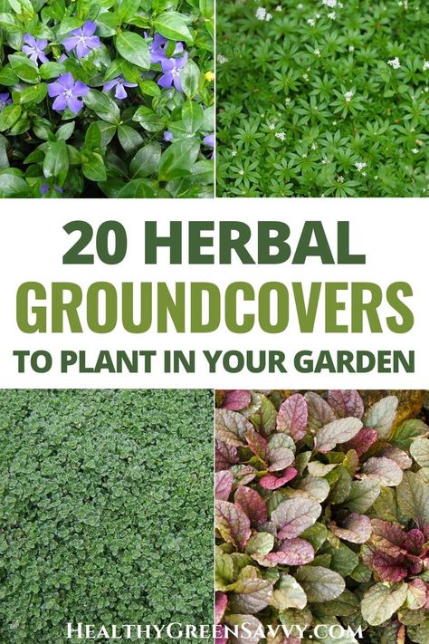 Herb Pathway, Grounding Your Garden, Permaculture Herb Garden, Small Herb Garden Design, Herbalism Garden, Herb Knowledge, Forest Gardening, Gardening Herbs, Witch Balls