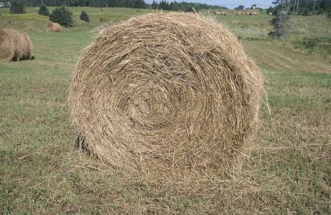 How to Paint on Round Hay Bales | eHow How To Paint Hay Bales, Halloween Round Hay Bale Ideas, Hay Bale Painting Ideas, Decorating With Hay Bales For Fall, Painted Hay Bales Fall, Round Bale Decorating Ideas, Round Hay Bale Decorating Ideas Fall, Halloween Hay Bale Ideas, Round Hay Bale Decorating Ideas