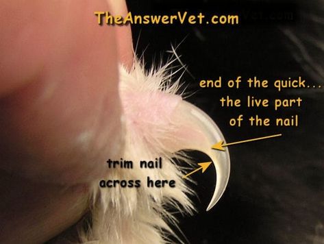 Clipping Cat Nails, Cats Nails, Trim Cat Nails, Getting A Kitten, Cat Nail, Cut Cat, Cat Anatomy, Pet Blog, Cat Care Tips