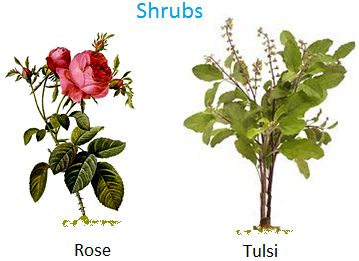 Shrubs, Rose, tulsi, jasmine, hibiscus  Helpful articles for kids though a couple of inaccuracies... Food from Plants, Plants Around Us Plants Grow In Water, Climbers Plants, Different Types Of Plants, Plants Kindergarten, Plants Grown In Water, Plants Worksheets, Creepers Plants, Climber Plants, Tulsi Plant