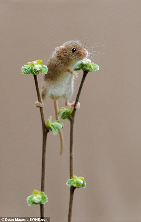 Harvest Mouse, Cute Animal Pictures, Cute Creatures, Sweet Animals, Animal Photo, Nature Animals, Cute Little Animals, A Mouse, 귀여운 동물