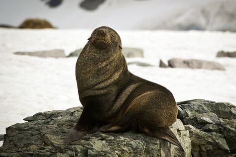 Animal Encyclopedia, Monk Seal, Fur Seal, Seal Pup, Animal Habitats, Brown Fur, Marine Mammals, Sea Lion, In Water