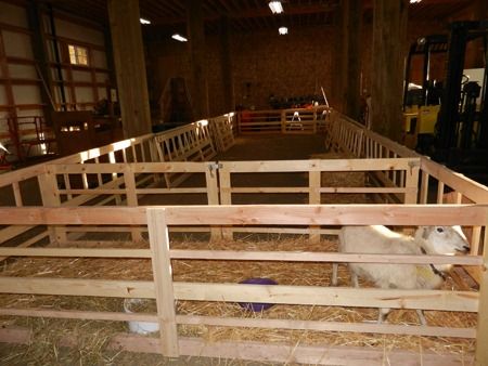 I’ve been building sheep pens in the barn the last couple of weekends. These were my goals: “Hospital” stalls to house sick sheep that are too ill to be treated in the pasture, or that need to be q... Sheep Pen Ideas, Dogs Room, Sheep House, Field Shelters, Sheep Pen, Livestock Barn, Backyard Barn, Barn Plan, Feeding Goats