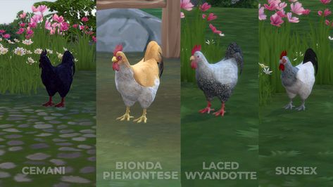 Chicken Breed Pack #2 Sims 4 Pets Mod, Chicken Clothes, Sims Pets, Sims 4 Cc Furniture, Sims 4 Collections, Chicken Breeds, Sims 4 Build, Sims Community, Sims 4 Game