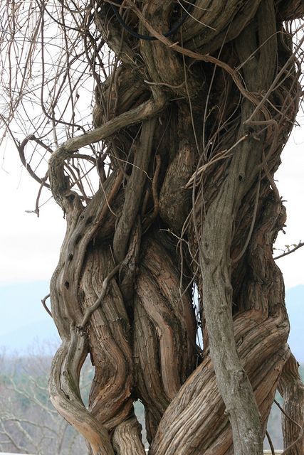 Vines On Trees, Curvilinear Art, Vine Structure, Tree Vines, Vine Tree, Wisteria Vines, Plants Vines, Wisteria Vine, Weird Trees