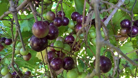 Louisiana home muscadine production Muscadine Wine, Vine Fruit, Clematis Montana, Natural Ecosystem, Mediterranean Garden, Buy Plants, Plant Combinations, Flowering Plants, Fruit Plants