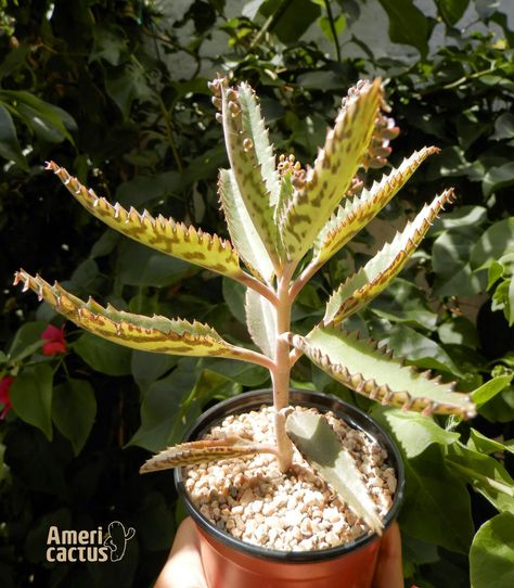 Americactus: Kalanchoe daigremontiana en flor Succulent Garden Landscape, Kalanchoe Blossfeldiana, Garden Plant Pots, Succulent Gardening, Succulent Terrarium, Agaves, Cactus Y Suculentas, Cactus Garden, Cactus And Succulents