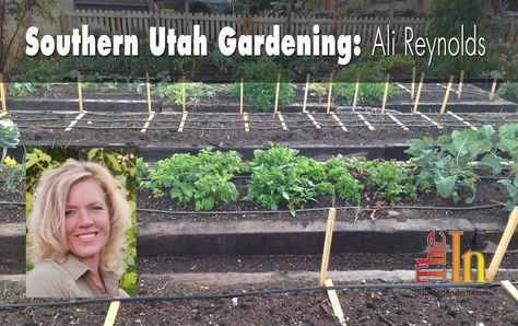 Southern Utah Gardening: Planning an organic vegetable garden - The Independent | News Events Opinion More Utah Gardening, When To Plant Vegetables, Garden Plots, Organic Vegetable Garden, Southern Utah, Hydroponic Gardening, Vegetable Gardening, Organic Fertilizer, Indoor Garden Ideas