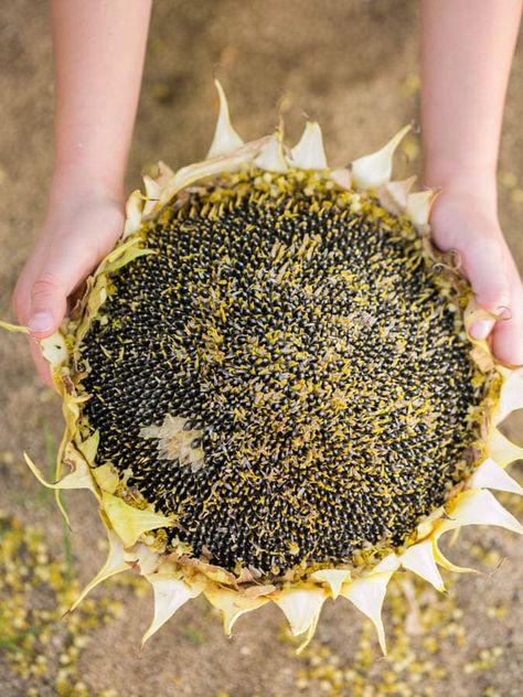 How + When To Harvest Sunflower Seeds For Eating - Green Garden Cottage Growing Sunflowers Outdoors, Harvest Sunflower Seeds, Sunflower Seedlings, Harvesting Sunflower Seeds, Sunflower Life Cycle, Grow Sunflowers, Dried Sunflowers, Eating Green, Fall Flowers Garden