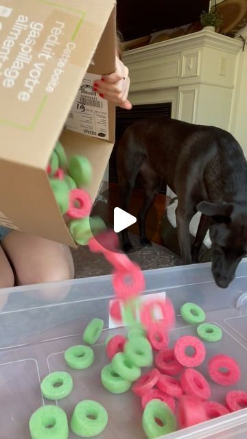 Canine Enrichment with Bindi, Rosie & Taylor on Instagram: "Don’t throw out your pool noodles! Use them for SNUFFLE BOXES 🩷

Pool noodles are light, easy to upcycle, and also incredibly easy to store. They work wonders for snuffle boxes, canine kiddie pools, DIY agility set ups, and more.

All you’ll need for this simple snuffle activity:
👉🏻 1-2 cut up pool noodles
👉🏻 1 box (you could even use a laundry basket depending on your dog’s size)
👉🏻 Treats of choice! I’m using @openfarmpet “Be Good Bites” 

Follow along at @bindisbucketlist for more DIY enrichment options 🐶 

#lifewithdogs #canineenrichment #momentswithdogs #enrichmentfordogs #dogenrichment #enrichmentideas #dogsofinstagram #enrichment #openfarmpartner" Homemade Snuffle Mat For Dogs, Indoor Dog Activities, Diy Dog Enrichment, Dog Enrichment Ideas, Canine Enrichment, Diy Dog Toys, Dog Enrichment, Puppy Treats, Kiddie Pool