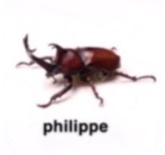 bug gang Blurry Bugs With Human Names, Bug Names Funny, Bug Name Meme, Bugs With Human Names, Blurry Bugs With Names, Bugs In Love, Bug Pfp, Bugs With Names, Bug Memes