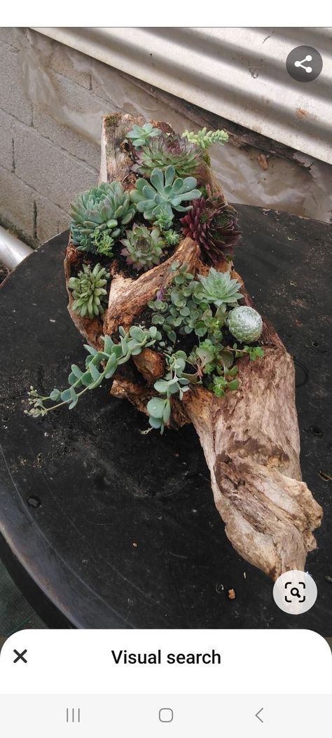 Stump Planter, Driftwood Planters, Succulent Planter Diy, Succulent Garden Design, Garden Decor Diy, Succulent Garden Diy, Garden Decor Ideas, Succulent Gardening, Garden Deco