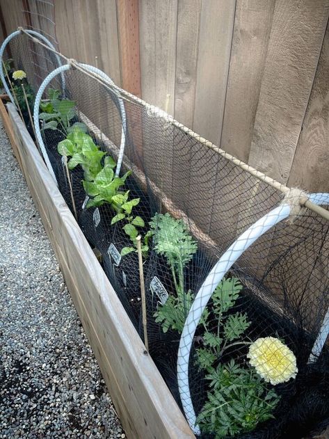 This easy garden bed cover has really helped me save my kale and other plants but especially, I love the look and how simple it is to make it. Simple things are the best and sometimes the most successful.Let’s build a simple, but elegant garden bed cover that it is stylish and require easy to get materials. This cover will prevent pests, such as the cabbage butterfly from wiping it and provide options to transition as it grows. And this is one of them!EASY AND STYLISH! You ever have… Garden Bed Cover, Vege Garden Ideas, Easy Garden Beds, Standing Planter, Garden Mesh, Small Urban Garden, Diy Garden Bed, Garden Netting, Garden Posts