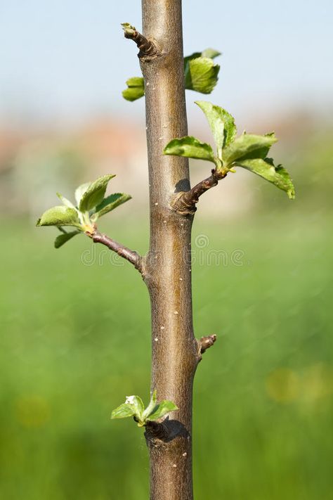 Buds on a young spring apple tree. In bright sunshine - closeup , #AD, #spring, #apple, #Buds, #young, #sunshine #ad Tree Buds, Bright Sunshine, Apple Tree, Bird Feeders, Spring Time, Sprouts, Stock Images Free, Evolution, Close Up