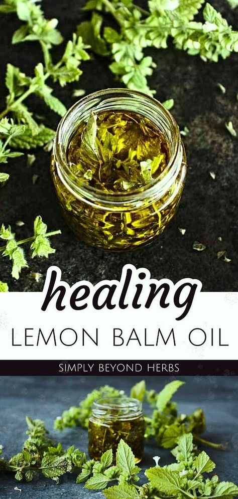 Healing lemon balm oil is soothing and promotes skin healing. It may also help with cold sores. This oil is made by macerating dried or wilted lemon balm leaves in carrier oil for several weeks. The cold maceration process releases the oil-soluble compounds into the carrier oil, resulting in a potent healing oil. Learn how to use this oil for various skin issues. Find more natural herbs, DIY body care, natural remedies, and Lemon Balm Uses & Lemon Balm Benefits at simplybeyondherbs.com. Lemon Balm Oil Uses, Lemon Balm Oil How To Make, Lemon Balm Salve Recipe, Drying Lemon Balm, Lemon Balm Benefits, Lemon Balm Uses, Lemon Balm Oil, Lemon Balm Recipes, Balm Of Gilead