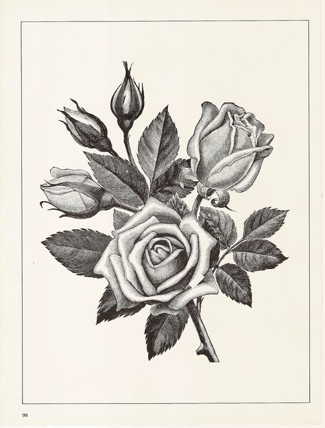 #flowers #plants #botany #vintage #retro #paintings #drawings #books Rose Border Drawing, Wall Art Collages, Rose Engraving, Scrapbook Wall Art, Botanical Rose, Art Collages, Tattoo Reference, Rose Illustration, Iron On Fabric