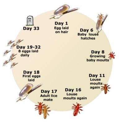 HEAD LICE Nurses Notes, Lice Nits, Lice Remedies, Nurse Ideas, Hair Lice, Lice Eggs, Pediatric Nurse Practitioner, School Nurse Office, Health Posters