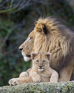 Dad and his son | by Tambako the Jaguar Lion And Son, Scary Lion, Lion Cubs, Lion Family, Lion Images, Lion Pictures, Lion Cub, Lion Tattoo, A Lion