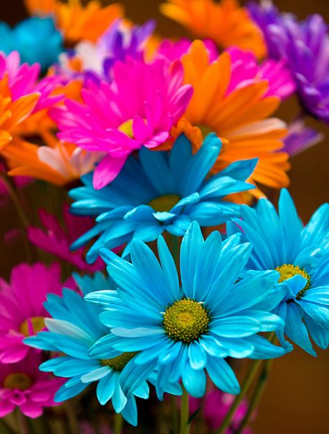 Colorful daisies by Mark Chandler Photography, via Flickr Wonderland Flowers, Colorful Daisies, Driving Miss Daisy, Sunflowers And Daisies, Turquoise Wedding, Wallpaper Nature Flowers, Flower Phone Wallpaper, Color Art, Heart Wallpaper