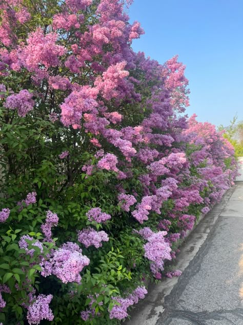 lilac bush Lilac Bush Landscaping, Bushes With Flowers, Purple Bushes, Washington Lilacs, Lilac Hedge, Playlist Art, Flower Hedge, Flower Bushes, Lilac Bush