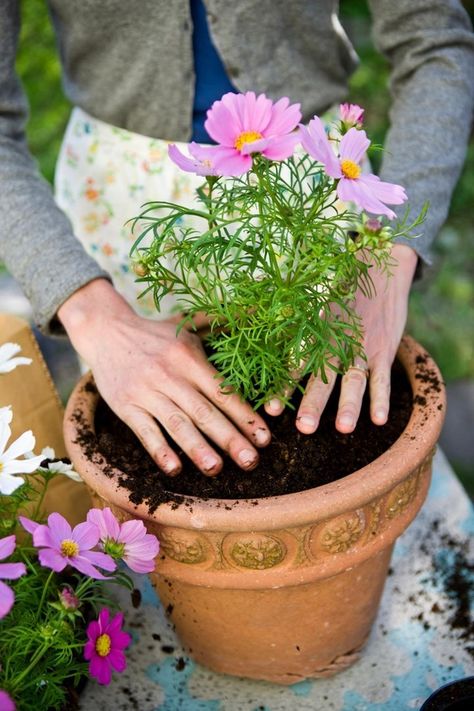 How to grow daisies | Better Homes and Gardens Cosmo Garden, Flowers Cosmos, Zinnia Elegans, Flower Cottage, Cosmos Flowers, Tall Flowers, Paint Flowers, Potting Sheds, Pink And Purple Flowers