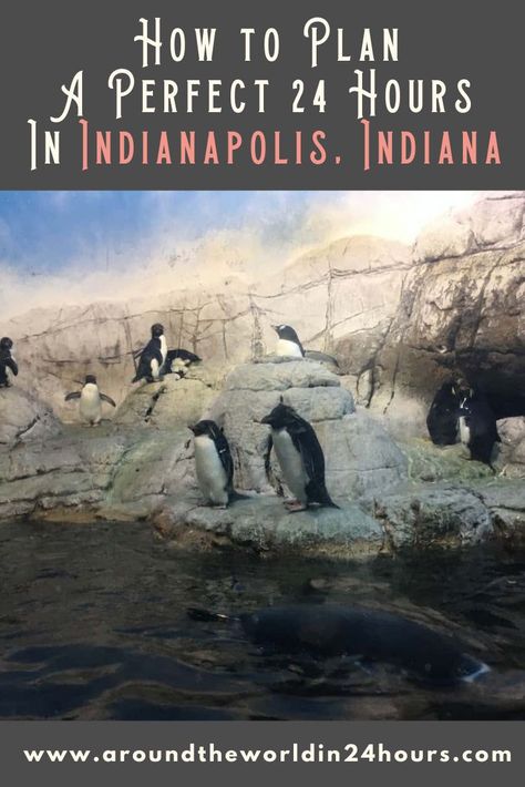 So you want to spend a perfect one day in Indianapolis tour with the Indianapolis Zoo? Join me for a day of history, animals, and Ron Swanson! #indiana #indianapolis Indianapolis Zoo, Museum Cafe, Indiana Travel, Travel Bucket List Usa, Ron Swanson, Indianapolis Indiana, Usa Travel Destinations, Cincinnati Ohio, North America Travel