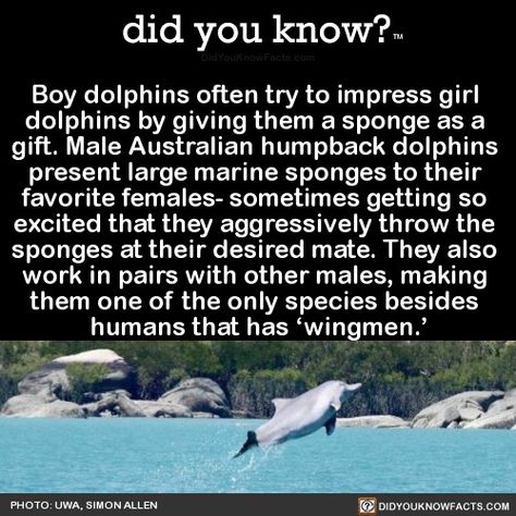 Fun facts Alien Nation, The Dolphins, Animal Facts, Marine Biology, Science Facts, The More You Know, History Facts, Interesting Facts, Animal Memes