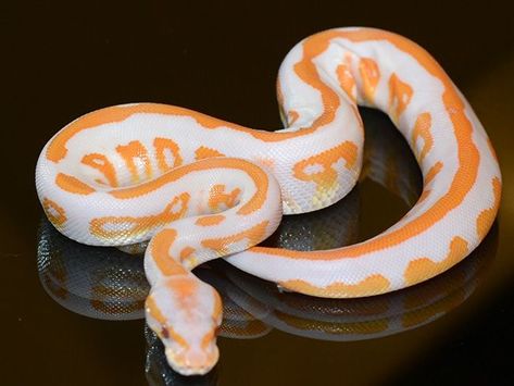 Lavender Albino Ball Python, Lavender Ball Python, Black Ball Python, Albino Ball Python, Sketch Prompts, Reference Animals, Royal Python, Pet Snakes, Danger Noodles