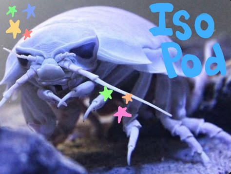 I wrote the stuffz Giant Isopod Cute, Cute Isopod, Bathynomus Giganteus, Giant Isopod, Pill Bug, Sea Cow, Cool Bugs, Beautiful Bugs, Arthropods