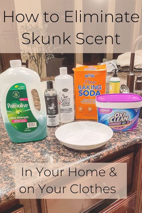 Skunk Smell Out Of Cat, Get Skunk Smell Off Dog, Getting Rid Of Skunk Smell In House, How To Get Skunk Smell Out Of Clothes, Dog Skunk Smell How To Remove, Removing Skunk Smell From Dog, Dog Sprayed By Skunk How To Remove, Dog Skunk Remedy, How To Remove Skunk Smell From House