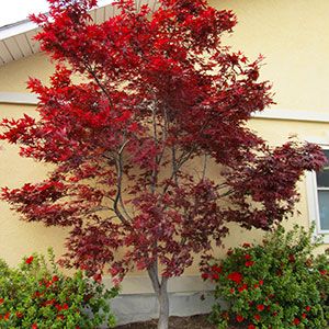 Japanese Maple Tree Varieties, Maple Tree Varieties, Japanese Maple Tree Landscape, Maple Tree Landscape, Japanese Maple Varieties, Japanese Maple Garden, Bloodgood Japanese Maple, Japanese Maple Bonsai, Japanese Red Maple