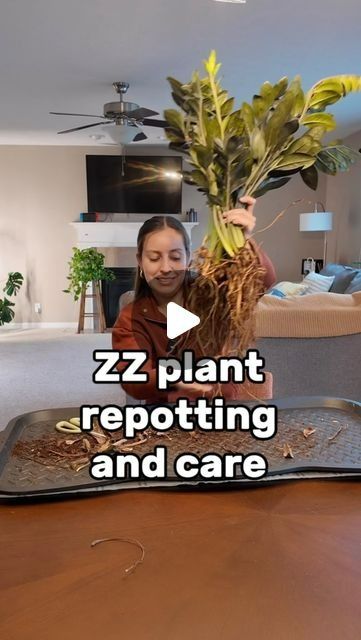 26K likes, 329 comments - _plantswithkrystal_ on April 24, 2024: "A ZZ can be E-Z 😉 some more care tips ⬇️

This is a raven ZZ! It grows green, then changes colors to black. Forget you have it! If you want strong and thick stems, light will be your best friend for her! Give her 8-12 hours under a grow light or keep up close to a window ( at least 300 fc if measuring with a light meter) 

Soil mix used: indoor potting soil, orchid bark, perlite

If you have soft and mushy rhizomes or soft stems, Indoor Potting Soil, Orchid Bark, Zz Plant, Light Meter, Mixed Use, Grow Light, Potting Soil, Grow Lights, Care Tips