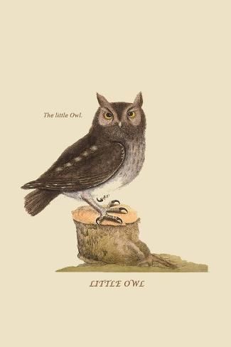 size: 18x12in Art Print: Little Owl by Mark Catesby : Cuisine Owl Art Print, Owl Bird, Owl Print, Vintage Owl, Exotic Birds, Owl Art, Barn Owl, Posters And Prints, Natural History