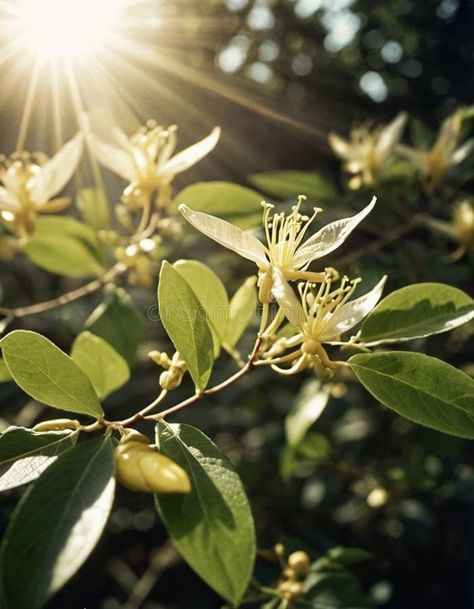 Honeysuckle blooms in the garden. White and yellow flowers of Lonicera Caprifolium against of green leaves. Floriculture royalty free stock photogra Honeysuckle Aesthetic, Cersei Aesthetic, Lonicera Caprifolium, Floral Marshmallow, White And Yellow Flowers, Honey Suckle, Leaves Photo, Honeysuckle Flower, Floral Inspiration