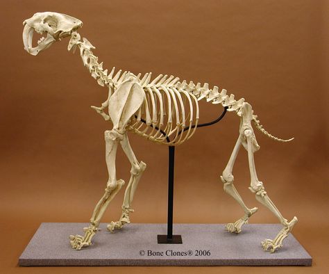 Smilodon Skeleton, Prehistoric Mammals, Skeleton Anatomy, Cat Skeleton, Animal Skeletons, Rocks And Fossils, Animal Anatomy, Paleo Art, Strange Photos