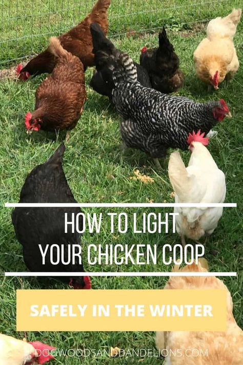 Chicken Coop Lighting, Free Range Chickens Coop, Molting Chickens, Raising Meat Chickens, Baby Chicks Raising, Small Chicken Coops, Chicken Care, Raising Farm Animals, Raising Chicks