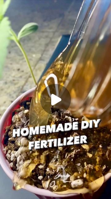 Armen Adamjan on Instagram: "How to make plant food with oats and tea!😲🌱 
.
. 
#fertilizer #homemade #lifehacks #diy #howto #oats #tea #kitchenhacks #recycle #upcycle #hacks #garden #gardening #planttips #vegan #plantbased" Food With Oats, Tea Fertilizer, Upcycle Hacks, Diy Fertilizer, Creative Explained, Growing Vegetables Indoors, Plant Watering, Vegetable Garden Diy, Plant Hacks