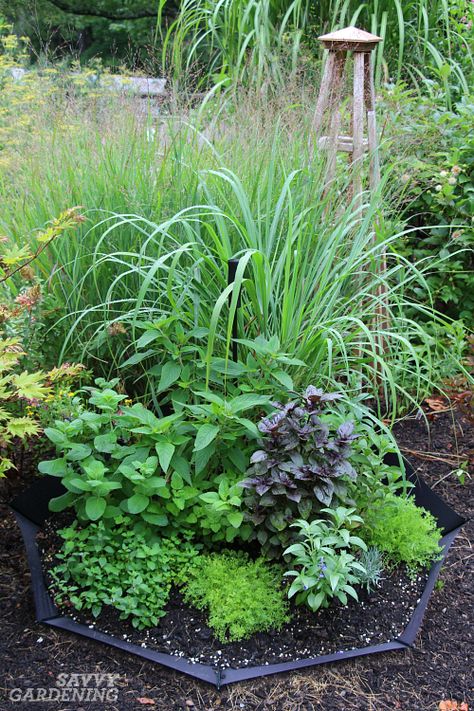 Planting a spring herb garden for homegrown herbal teas Herbal Tea Garden, Herb Garden Pots, Container Herb Garden, Outdoor Herb Garden, Types Of Herbs, Herb Garden Design, Herb Gardening, Potager Garden, Planting Hydrangeas