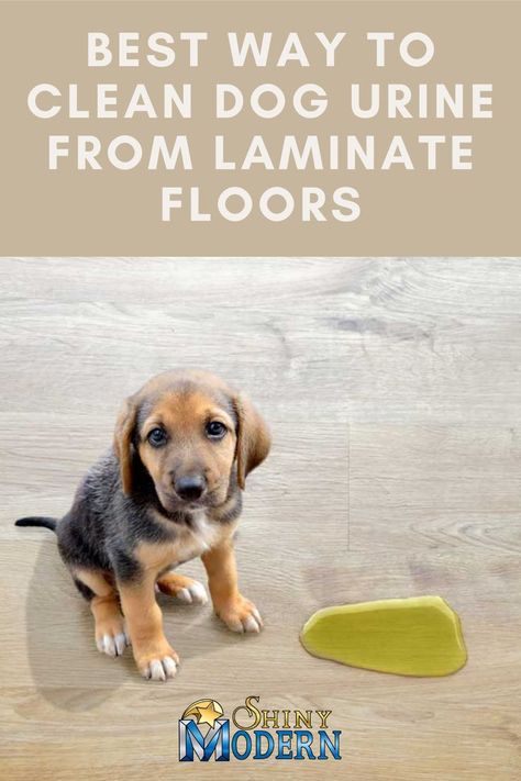 Diy Dog Pee Cleaner, How To Get Rid Of Dog Urine Smell Hardwood Floors, How To Remove Dog Urine Smell From Laminate Floors, Dog Pee Smell Out Of Wood Floors, Cleaning Dog Pee, Dog Urine Odor Remover, Best Laminate Floor Cleaner, Clean Laminate Floors, Pet Urine Remover