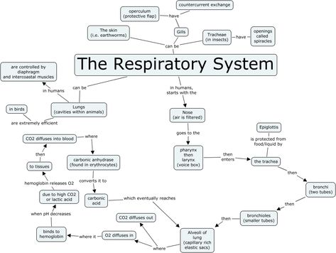 respiratory system Respiratory System Concept Map, Human Respiratory System Notes, Respiratory System Notes, Medical Terminology Study, Human Respiratory System, Human Digestive System, The Respiratory System, Chemistry Education, Study Biology