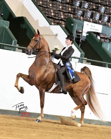 #equestrian Saddleseat Equitation, Saddle Seat, Appaloosa Horses, Horse Saddles, Appaloosa, Show Horses, Ponies, Equestrian, Saddle