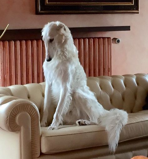 Russian Wolfhound Borzoi, Gorgeous Dog Breeds, Elegant Dog Breeds, Borzoi Dog Art, Borzoi Wolfhound, Borzoi Aesthetic, Fancy Dogs, Dog Borzoi, Borzoi Art