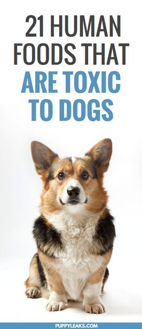 Canine Nutrition, Toxic Foods For Dogs, Human Food For Dogs, Dog Life Hacks, Dog Human, Toxic To Dogs, Joe Johnson, Corgi Mix, Toxic Foods