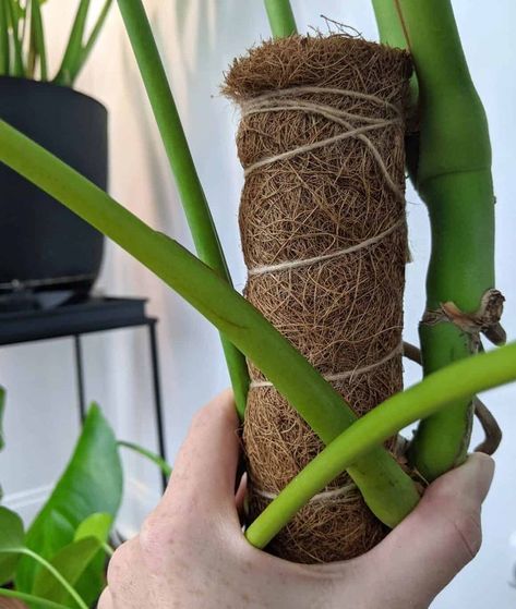 Monstera Climbing, Monstera Pot, Monstera Deliciosa Care, Indoor Climbing Plants, Plante Monstera, Monstera Plant Care, Plant Training, Household Plants, Plant Care Houseplant