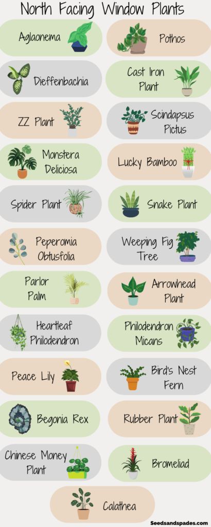 Plants North Facing Window, North Facing Plants Indoor, Small Window Plant Ideas, Best Window Plants Indoor, Plants Around Window Indoor, Window Flowers Indoor, North Facing Balcony Plants, East Facing Window Plants, South Window Indoor Plants