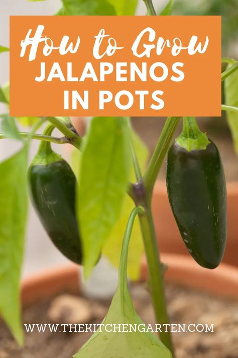 Grow jalapenos in pots no matter the size of your yard or garden. These plants are perfect for container gardens on porches and patios. How To Grow Jalapenos, Grow Jalapenos, Growing Jalapenos, Jalapeno Plant, Pruning Fruit Trees, Building A Raised Garden, Planting Pot, Vegetable Garden Diy, Garden Veggies