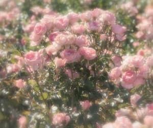 it was a summer pink lemonade kinda day Ethereal Aesthetic, Nothing But Flowers, Princess Aesthetic, Jolie Photo, Nature Aesthetic, Flower Field, Cute Cartoon Wallpapers, Pink Aesthetic, My Flower